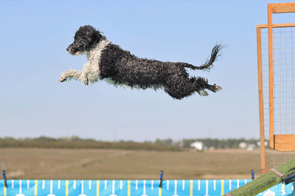Portuguese Water Dog dock diving