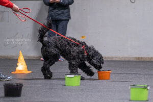 nosework2